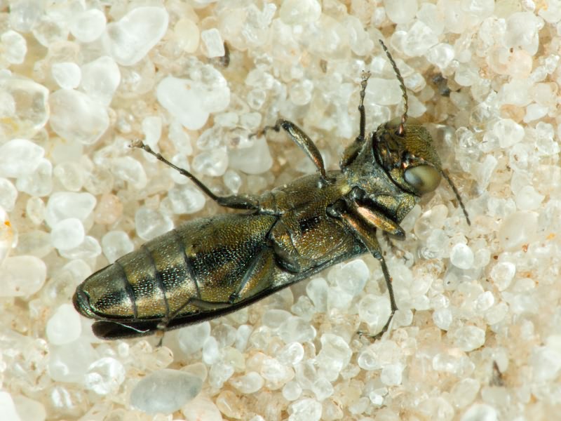 Agrilus angustulus angustulus (Illiger, 1803)